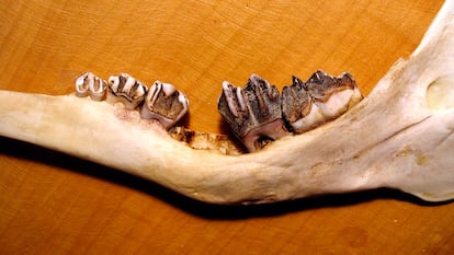 Parte de la dentadura de un huemul que presenta osteopatología por la falta de acceso a forraje rico en minerales.