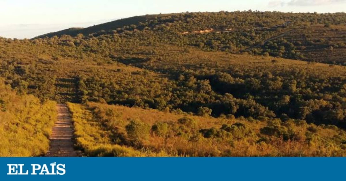 elpais.com