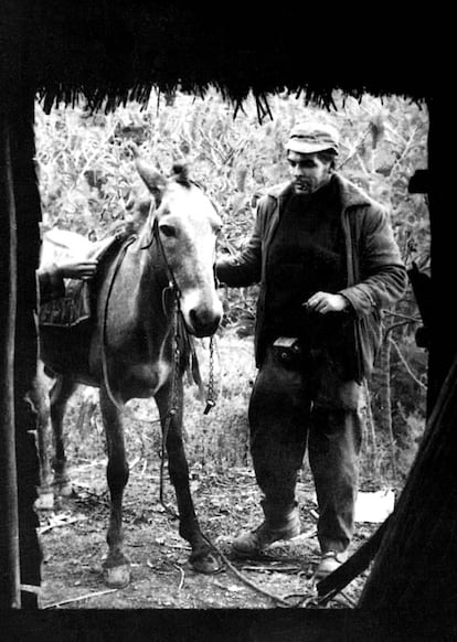 El guerrillero Ernesto Guevara con su mulo, el día de Año Nuevo, en 1960.