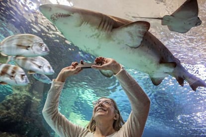 Uno de los tanques del Aquarium Roquetas.