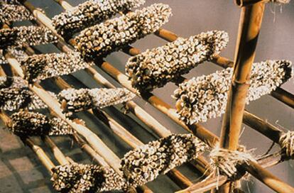 &#39;Epitome Nahualt&#39;  (1996), obra de  Laura Anderson en la que las mazorcas de maíz están hechas con molares humanos.