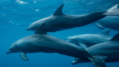 Un grupo de delfines mulares nadan en las aguas del Índico.