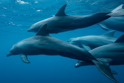 Comportamiento delfin