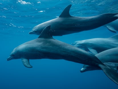 Comportamiento delfin