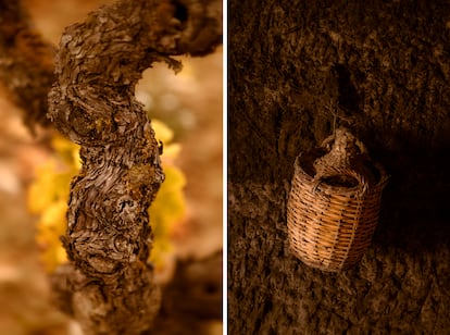 Viñas viejas en San Vicente de la Sonsierra. A la derecha, la antigua cesta para transportar botellas, convertida hoy en elemento decorativo. 