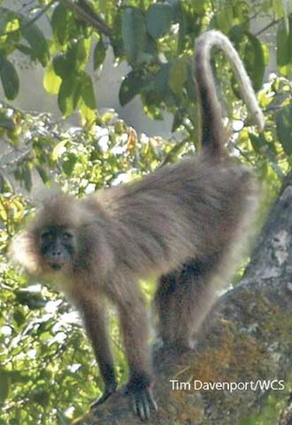 Un mangabeye de montaña, de los que sólo hay un millar, por lo que se pide la declaración de especie amenazada.