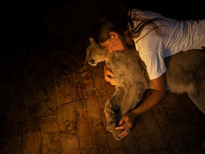 Kai Pacha junto a Estanislao Monte, un puma ciego al que ella le salvó la vida. De pequeño, una máquina cosechadora le pasó por arriba causándole un daño irreversible.