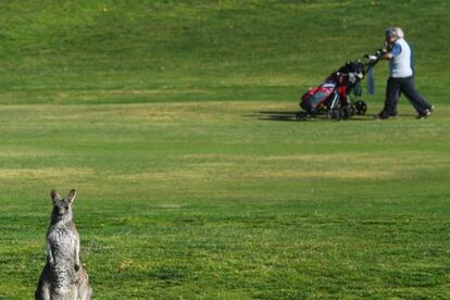 Un canguro mira cómo los golfistas caminan en el Gold Creek Golf Club en Camberra (Australia).