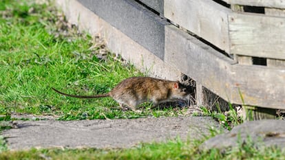 Artículo de EL PAÍS Escaparate que describe las ventajas de usar ahuyentadores de ratas para el jardín con carga solar.