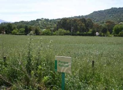 Zona del parque de Los Alcornocales afectada por el plan del Ayuntamiento de Prado del Rey.