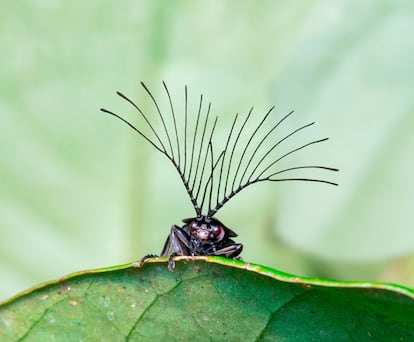 Esta fotografía llamada ‘Antenas y feromonas’ representa una luciérnaga macho del género 'Ethra' en el bosque atlántico de Brasil. La forma en abanico de sus antenas le ayuda a detectar a grandes distancias las feromonas sexuales de las hembras que se encuentran en el territorio.