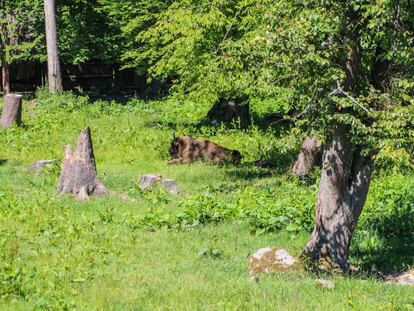 Un bisonte en el bosque de Bialowieza, en Polonia, el pasado 15 de junio.