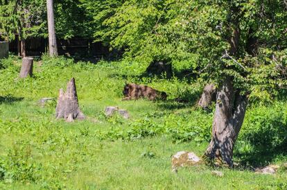 Un bisonte en el bosque de Bialowieza, en Polonia, el pasado 15 de junio.