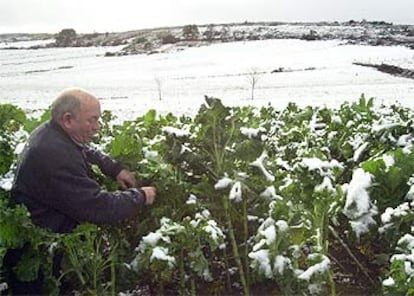Un vecino de Regueiro, en el Alto do Paraño en Boborás (Ourense), limpia la verdura de su huerta de las primeras nieves caídas este otoño en la zona.