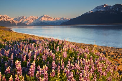 DESTINOS PARA CONECTAR. Alaska (EE UU). Desde que un acuerdo de conciliación en la década de 1970 entre el Gobierno de Estados Unidos y las naciones indias del Estado de Alaska devolviera millones de kilómetros cuadrados de territorio a sus primigenios habitantes, este se ha convertido en un gran ejemplo de cómo las comunidades indígenas gestionan experiencias turísticas auténticas que también abrazan la sostenibilidad.  Algunos de los placeres que nos depara un viaje por este Estado en el límite con el Ártico incluyen observar osos, ver deslizarse los glaciares desde el mar, hacer viajes épicos por carretera, excursiones como el Chilkoot Trail o los senderos del parque nacional Denali, descubrir las viejas minas de la Fiebre del Oro, practicar el kayak por calas escondidas y glaciares, pescar a lo grande o descubrir la cultura nativa. Anchorage es la ciudad con el mayor número de nativos, aunque las influencias occidentales se ven por todas partes. Por el resto del Estado se conserva la cultura tradicional, y la mayoría de estos rincones son accesibles en avioneta, pero la mejor manera de introducirse en la cultura indígena es visitar un centro cultural como el Sealaska Heritage, en Juneau, con su colección de tótems y máscaras ceremoniales.