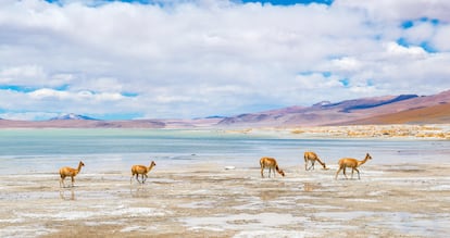 El espectacular salar de Chalviri.