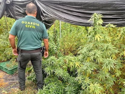 Un agente de la Guardia Civil junto a una plantación de marihuana.

