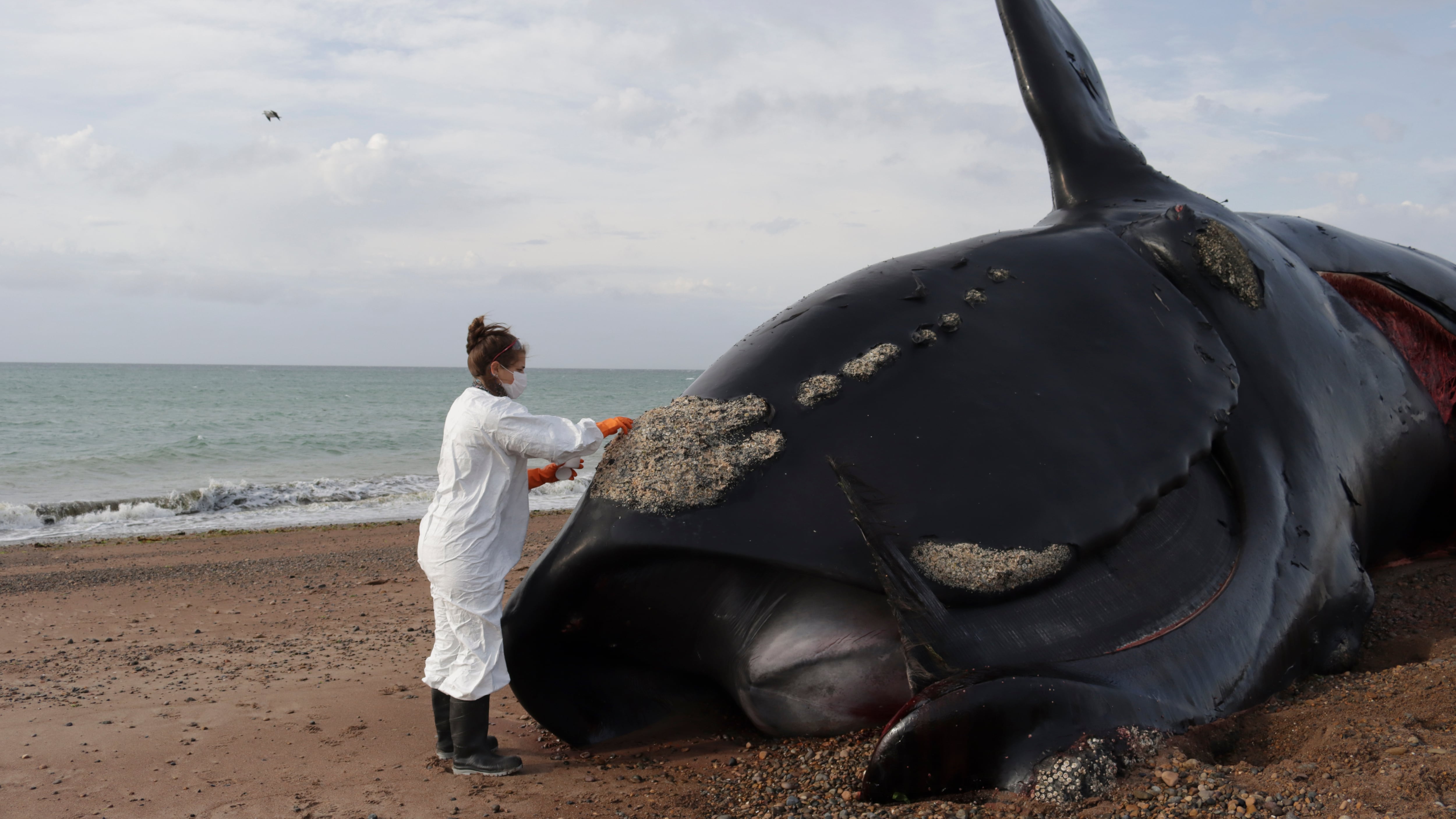 La aparición de decenas de ballenas muertas en la costa argentina alerta a los científicos