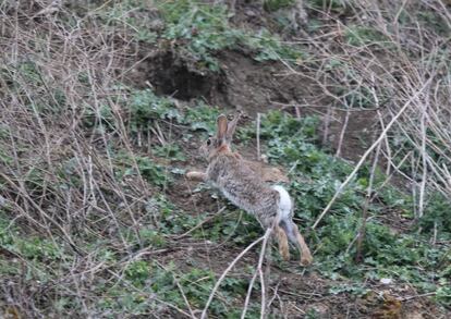 Un conejo en una zona de Getafe, perteneciente al agricultor Pedro González.