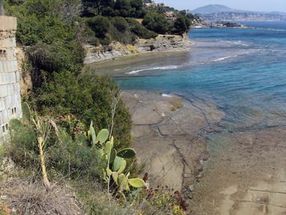 Flora invasora en un acantilado de la comarca de La Marina. 