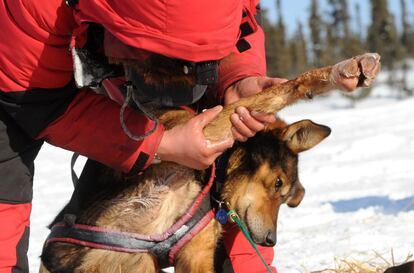 Ray Redington Jr., de Wasilla, Alaska, frota un medicamento en la pierna de su perro Shrekís en el puesto de control de Cripple (Alaska), 6 de marzo de 2014.