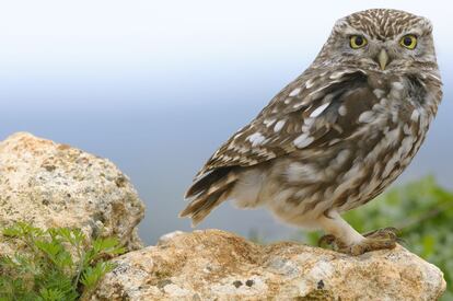 Mochuelo común ('Athene noctua'). Fotografía realizada con pre-encuadre y barrera 'fast shutter' disparada a distancia por radiofrecuencia, otra técnica muy empleada por los fotógrafos de naturaleza.