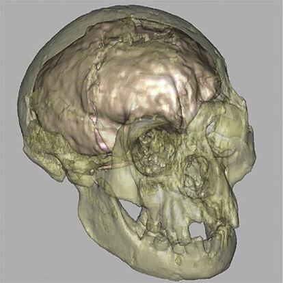 Molde virtual del cerebro del homínido enano de la isla de las Flores.