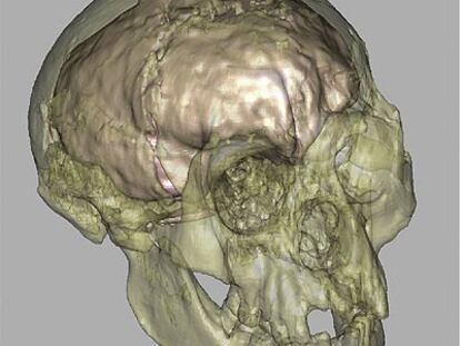 Molde virtual del cerebro del homínido enano de la isla de las Flores.