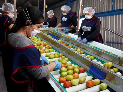 Trabajadores en una planta empacadora de tomate en Sinaloa.