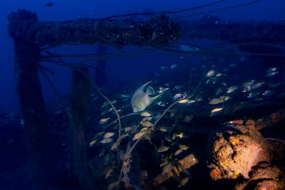 Un banco de peces nada en las aguas del Golfo de México.