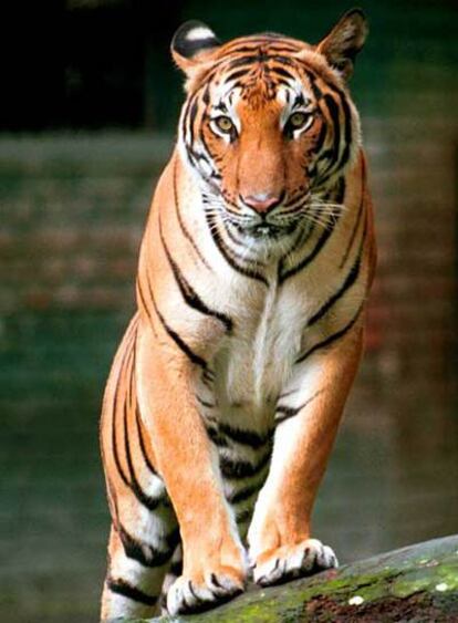 Un tigre indochino en el zoo de Kuala Lumpur (Malaisia).