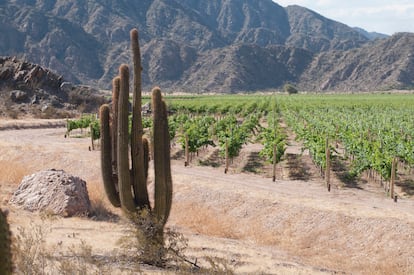 Un cactus cardón junto a un viñedo en La Rioja argentina.