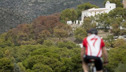 Pinos afectados por la plaga del 'tomicus' en el paraje de la Magdalena de Castellón.