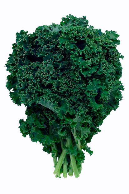 Kale hasta en la sopa. Por su alta concentración de vitaminas y minerales, esta col rizada o berza portuguesa se ha convertido en una de las superverduras de moda en los últimos tiempos. Se cultiva en huertos de toda España e inspiró al chef gallego Javier Olleros, junto a su agricultor de La Finca de los Cuervos y el CSIC, para recuperar una antigua variedad de berza rizada gallega. Como explica la estilista gastronómica Amelia Wasiliev en su libro Kale: 71 recetas antioxidantes y ricas en vitaminas, sus hojas se consumen de múltiples maneras: frescas en ensalada, salteadas, guisadas en potajes, como aperitivos crujientes o en zumo para comenzar el día. También se puede tomar en crema con puerros y coco, como elabora Flax&Kale, con tienda online y restaurantes en Barcelona y Madrid.