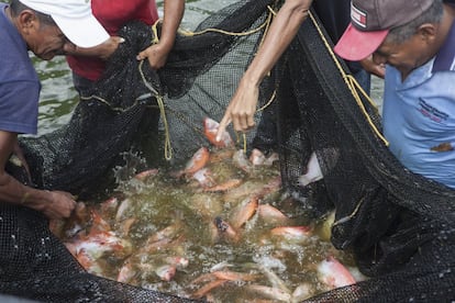 Pesca de tilapia para la venta por parte de los miembros de la cooperativa Ceprodet. En La Elvira funciona desde hace un año esta iniciativa piscícola de tilapia roja, donde hay puestas mucha ilusiones y esperanzas.