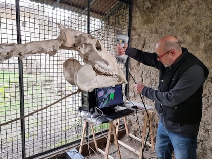 Estudio con escáner láser del esqueleto del caballo de Maiuri en el parque arqueológico de Pompeya