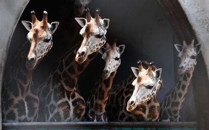 Girafas no zoo de Alipore em Calcutá (Índia).