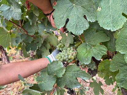 Bodega Valdesil produce unas 300.000 botellas anuales.
Foto proporcionada por el Consejo Regulador Valdeorras.