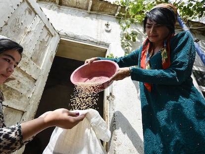 Dos granjeras recogen grano en Gisar, Tajikistán.