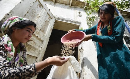 Dos granjeras recogen grano en Gisar, Tajikistán.