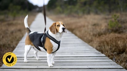 Un perro con arnés durante un paseo por el campo.