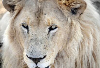 Fotografía de archivo de un león en Sudáfrica.