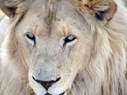 Fotografía de archivo de un león en Sudáfrica.
