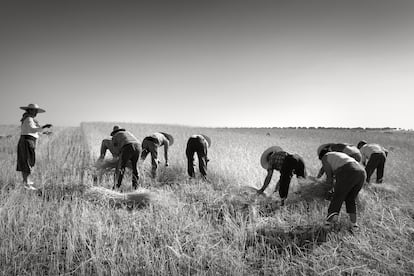 La siega (Galindo y Perahuy, julio de 2012).