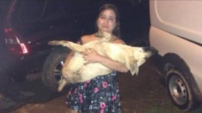 Nina, a cachorrinha que morreu de susto com os fogos de fim de ano