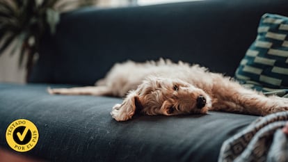Con las fundas antipelo, tus mascotas podrán seguir disfrutando del sofá sin dañar la tapicería.