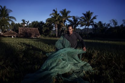 Manuel Lama, agricultor de 55 años, despliega al amanecer una tela para recoger las espigas de arroz que segará a mano con una pequeña hoz. Alquila esta tierra al pie del volcán Mayón a un vecino, el señor Palibino, al cual le paga la renta cada tres meses en función del resultado de la cosecha.