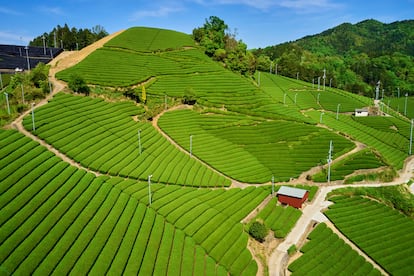 Los campos de té de Uji.