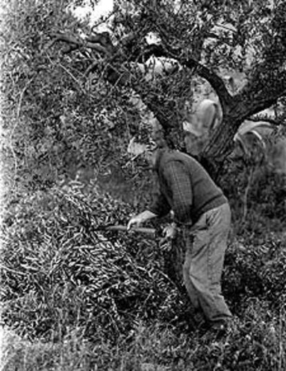 Labores en olivares de Tarragona.