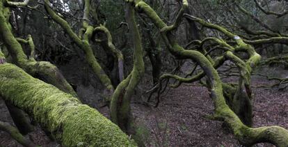 Parque natural de Garajonay (La Gomera).